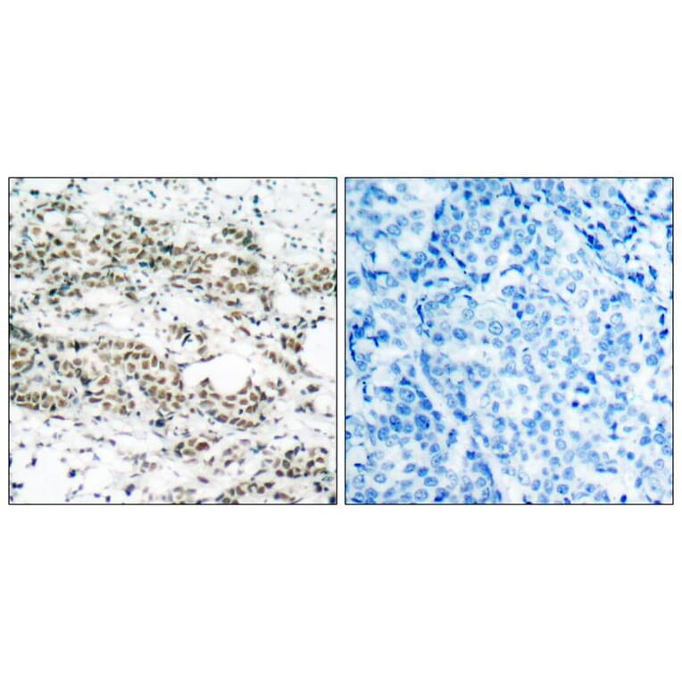 Immunohistochemistry - AFX (Phospho-Ser197) Antibody from Signalway Antibody (11137) - Antibodies.com