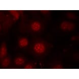 Immunofluorescence - AFX (Phospho-Ser197) Antibody from Signalway Antibody (11137) - Antibodies.com