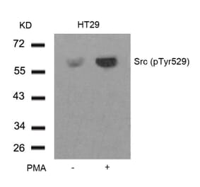 Western blot - Src (Phospho-Tyr529) Antibody from Signalway Antibody (11153) - Antibodies.com