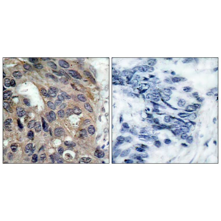 Immunohistochemistry - Src (Phospho-Tyr529) Antibody from Signalway Antibody (11153) - Antibodies.com