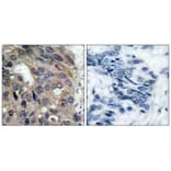 Immunohistochemistry - Src (Phospho-Tyr529) Antibody from Signalway Antibody (11153) - Antibodies.com