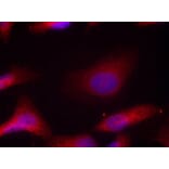Immunofluorescence - Src (Phospho-Tyr529) Antibody from Signalway Antibody (11153) - Antibodies.com