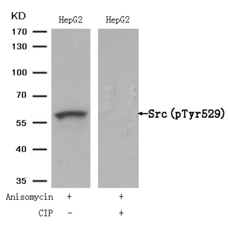 Western blot - Src (Phospho-Tyr529) Antibody from Signalway Antibody (11153) - Antibodies.com