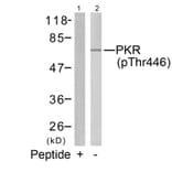 Western blot - PKR (Phospho-Thr446) Antibody from Signalway Antibody (11280) - Antibodies.com