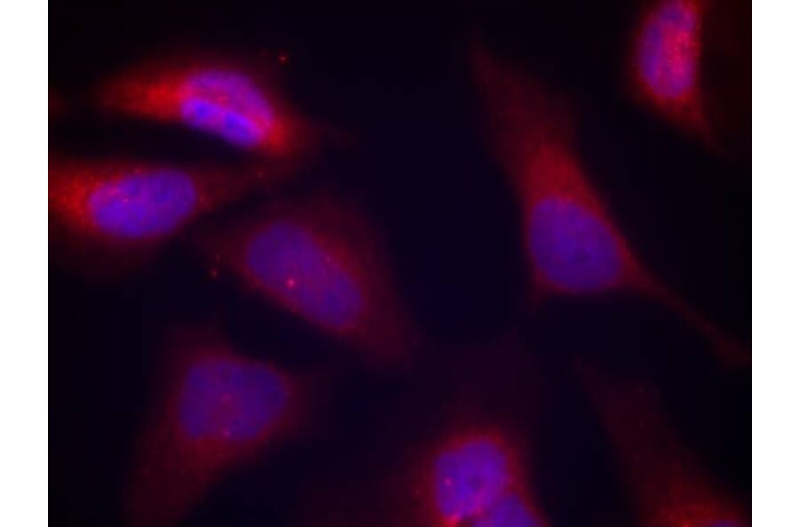 Immunofluorescence - PKR (Phospho-Thr446) Antibody from Signalway Antibody (11280) - Antibodies.com