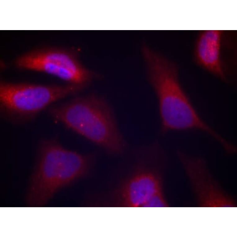 Immunofluorescence - PKR (Phospho-Thr446) Antibody from Signalway Antibody (11280) - Antibodies.com