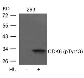 Western blot - CDK6 (phospho-Tyr13) Antibody from Signalway Antibody (11542) - Antibodies.com