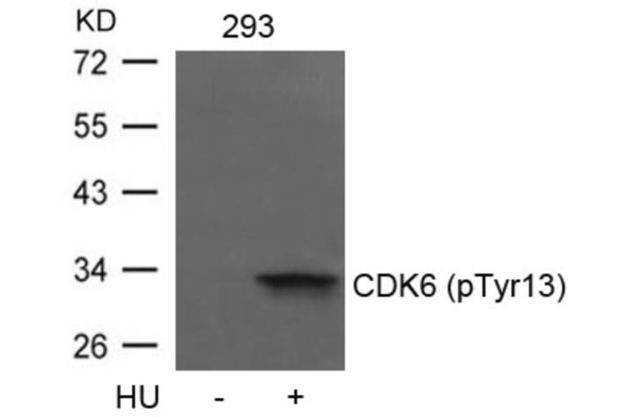 Western blot - CDK6 (phospho-Tyr13) Antibody from Signalway Antibody (11542) - Antibodies.com