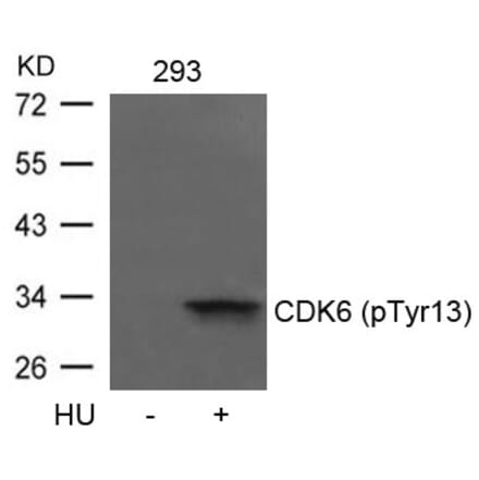 Western blot - CDK6 (phospho-Tyr13) Antibody from Signalway Antibody (11542) - Antibodies.com
