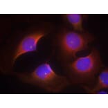 Immunofluorescence - CDK6 (phospho-Tyr13) Antibody from Signalway Antibody (11542) - Antibodies.com