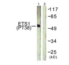 Western blot - ETS1 (Phospho-Thr38) Antibody from Signalway Antibody (11658) - Antibodies.com
