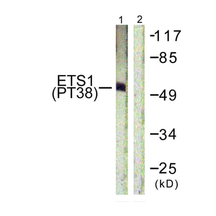 Western blot - ETS1 (Phospho-Thr38) Antibody from Signalway Antibody (11658) - Antibodies.com
