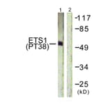 Western blot - ETS1 (Phospho-Thr38) Antibody from Signalway Antibody (11658) - Antibodies.com