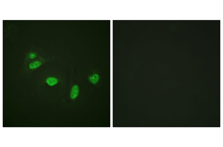 Immunofluorescence - ETS1 (Phospho-Thr38) Antibody from Signalway Antibody (11658) - Antibodies.com