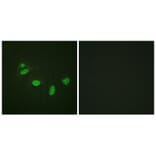 Immunofluorescence - ETS1 (Phospho-Thr38) Antibody from Signalway Antibody (11658) - Antibodies.com