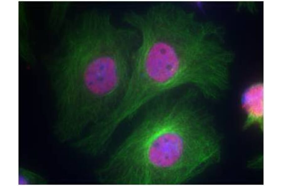 Immunofluorescence - p53 (Phospho-Ser15) Antibody from Signalway Antibody (11094) - Antibodies.com