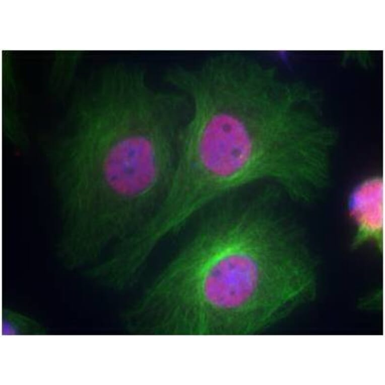 Immunofluorescence - p53 (Phospho-Ser15) Antibody from Signalway Antibody (11094) - Antibodies.com