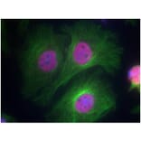 Immunofluorescence - p53 (Phospho-Ser15) Antibody from Signalway Antibody (11094) - Antibodies.com