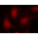Immunofluorescence - Rb (Phospho-Ser795) Antibody from Signalway Antibody (11130) - Antibodies.com