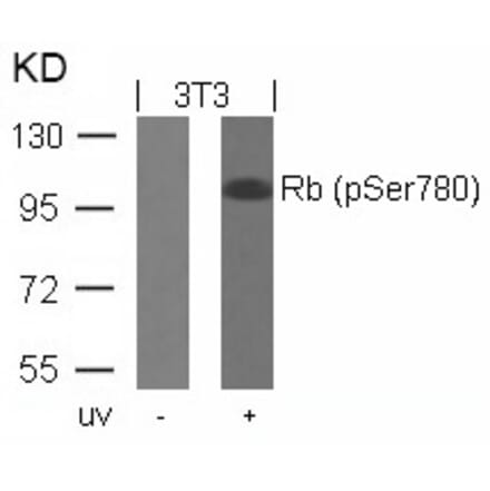 Western blot - Rb (Phospho-Ser780) Antibody from Signalway Antibody (11132) - Antibodies.com