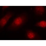 Immunofluorescence - Rb (Phospho-Ser780) Antibody from Signalway Antibody (11132) - Antibodies.com