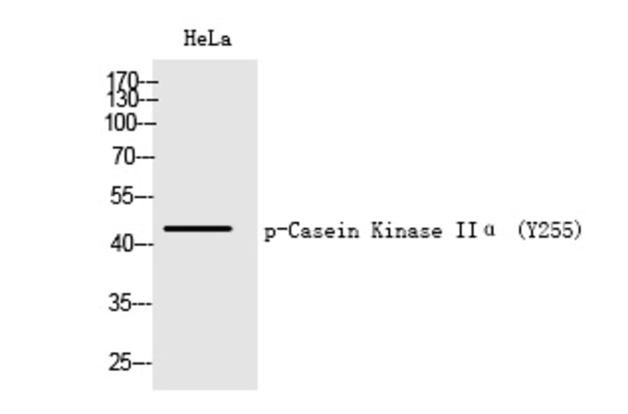 Western blot - Casein Kinase IIα (Phospho-Tyr255) Polyclonal Antibody from Signalway Antibody (12247)