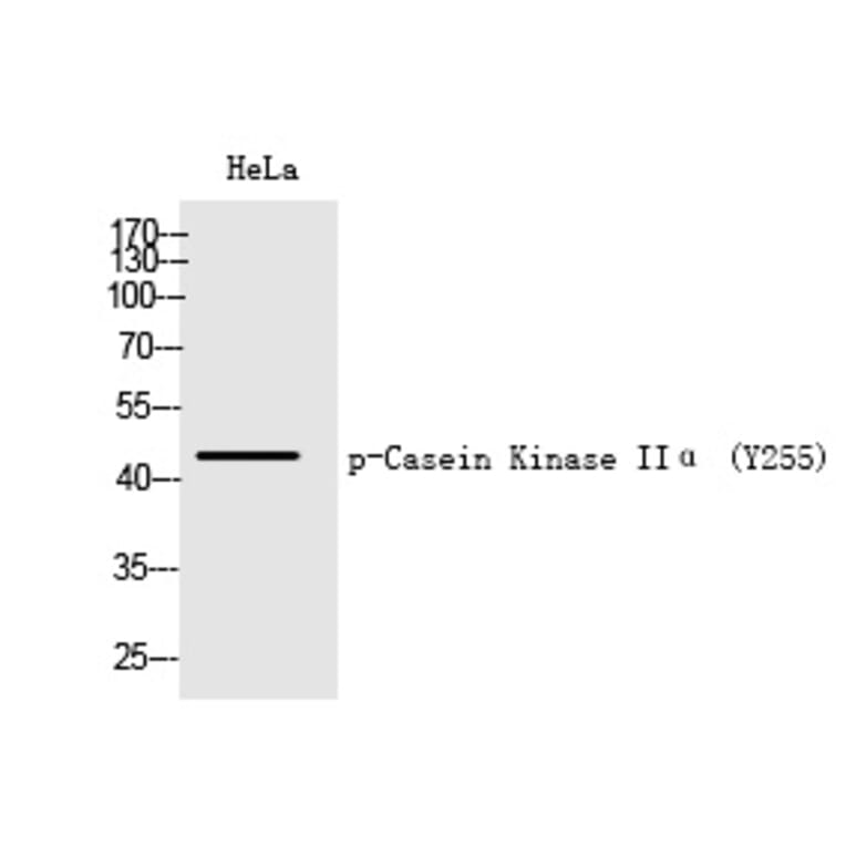 Western blot - Casein Kinase IIα (Phospho-Tyr255) Polyclonal Antibody from Signalway Antibody (12247)