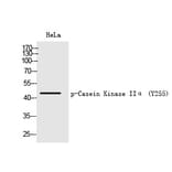 Western blot - Casein Kinase IIα (Phospho-Tyr255) Polyclonal Antibody from Signalway Antibody (12247)