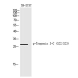 Western blot - Troponin I-C (Phospho-Ser22/Ser23) Polyclonal Antibody from Signalway Antibody - Antibodies.com