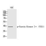 Western blot - Casein Kinase Iα (Phospho-Tyr321) Polyclonal Antibody from Signalway Antibody (12248)