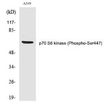 Western blot - p70 S6 kinase α (Phospho-Ser447) Polyclonal Antibody from Signalway Antibody - Antibodies.com