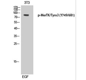 Western blot - MerTK/Tyro3 (Phospho-Tyr749/681) Polyclonal Antibody from Signalway Antibody (12338) - Antibodies.com