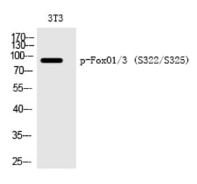 Western blot - FoxO1/3 (Phospho-Ser322/Ser325) Polyclonal Antibody from Signalway Antibody (12228) - Antibodies.com