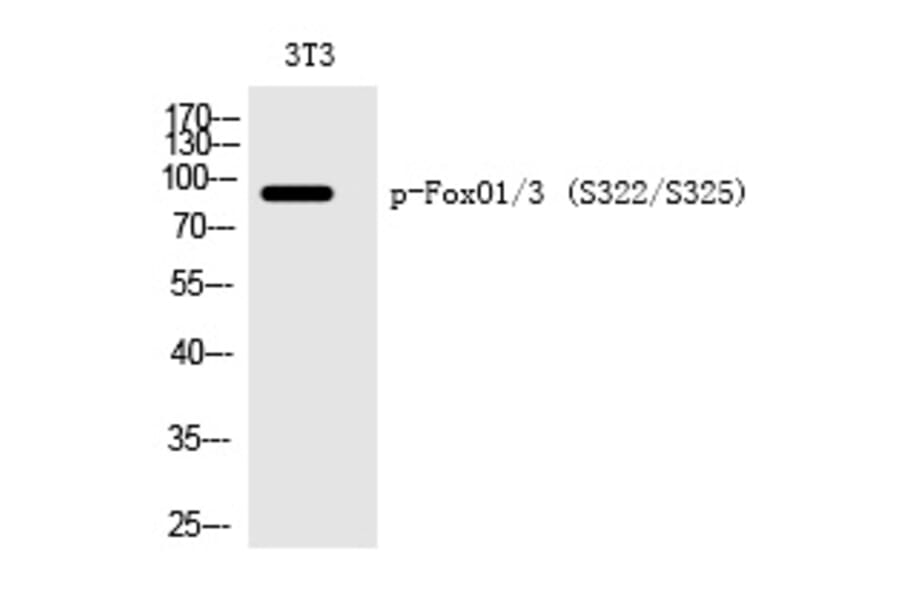 Western blot - FoxO1/3 (Phospho-Ser322/Ser325) Polyclonal Antibody from Signalway Antibody (12228) - Antibodies.com
