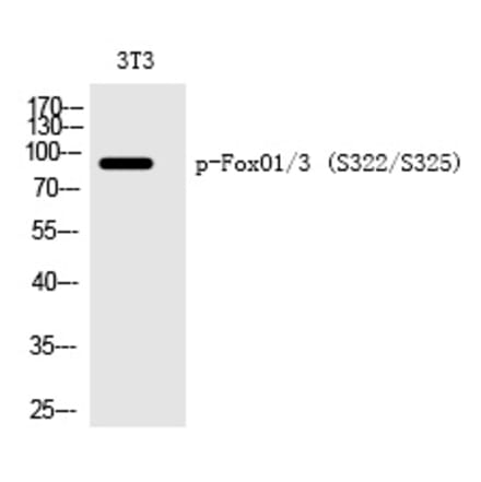 Western blot - FoxO1/3 (Phospho-Ser322/Ser325) Polyclonal Antibody from Signalway Antibody (12228) - Antibodies.com