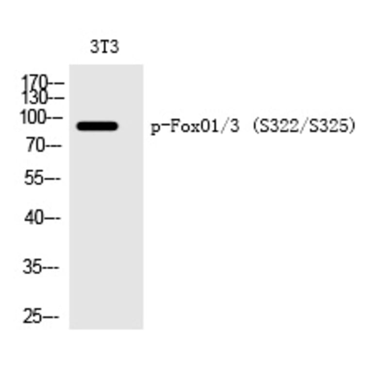 Western blot - FoxO1/3 (Phospho-Ser322/Ser325) Polyclonal Antibody from Signalway Antibody (12228) - Antibodies.com