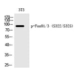 Western blot - FoxO1/3 (Phospho-Ser322/Ser325) Polyclonal Antibody from Signalway Antibody (12228) - Antibodies.com