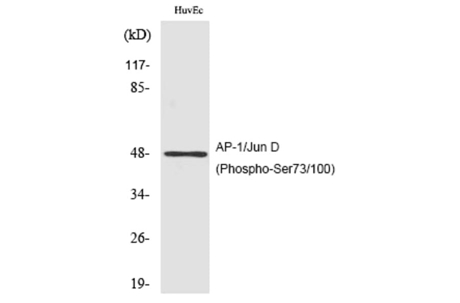Western blot - AP-1/Jun D (Phospho-Ser73/100) Polyclonal Antibody from Signalway Antibody (12181) - Antibodies.com