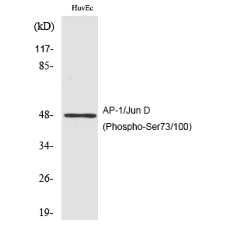 Western blot - AP-1/Jun D (Phospho-Ser73/100) Polyclonal Antibody from Signalway Antibody (12181) - Antibodies.com