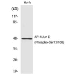 Western blot - AP-1/Jun D (Phospho-Ser73/100) Polyclonal Antibody from Signalway Antibody (12181) - Antibodies.com