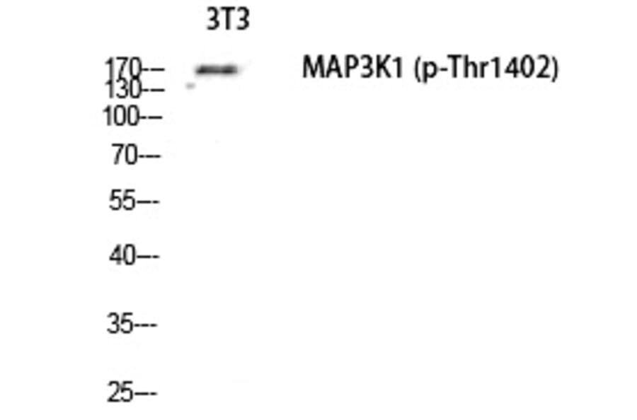 Western blot - MEK Kinase-1 (Phospho-Thr1402) Polyclonal Antibody from Signalway Antibody (12336) - Antibodies.com