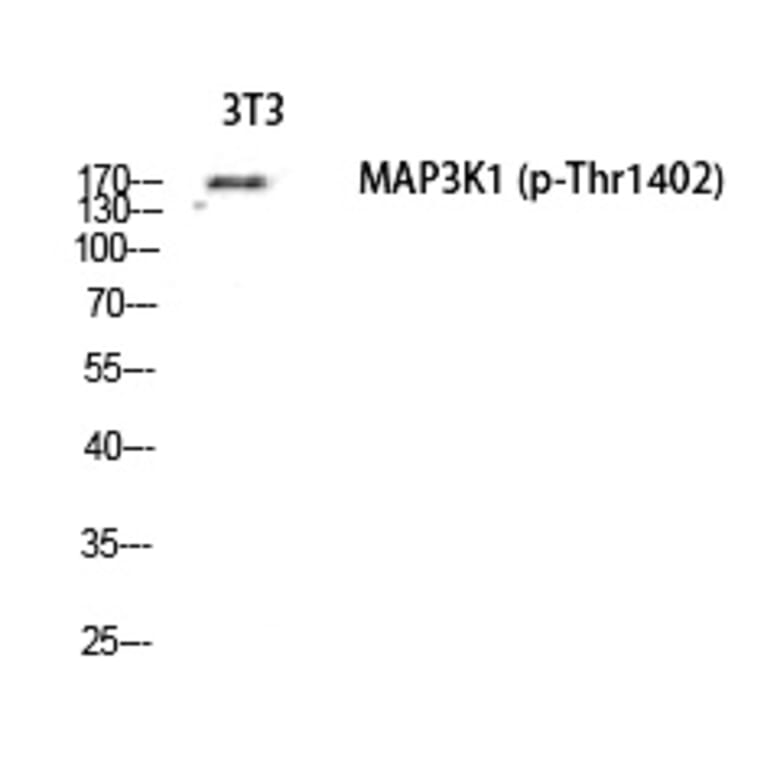 Western blot - MEK Kinase-1 (Phospho-Thr1402) Polyclonal Antibody from Signalway Antibody (12336) - Antibodies.com