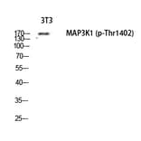 Western blot - MEK Kinase-1 (Phospho-Thr1402) Polyclonal Antibody from Signalway Antibody (12336) - Antibodies.com