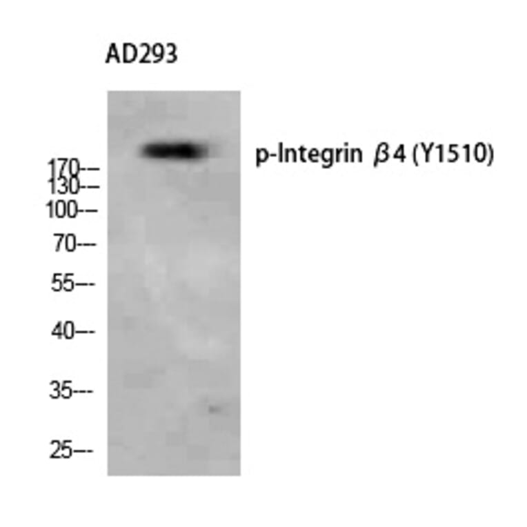 Western blot - Integrin β4 (Phospho-Tyr1510) Polyclonal Antibody from Signalway Antibody - Antibodies.com