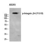 Western blot - Integrin β4 (Phospho-Tyr1510) Polyclonal Antibody from Signalway Antibody - Antibodies.com