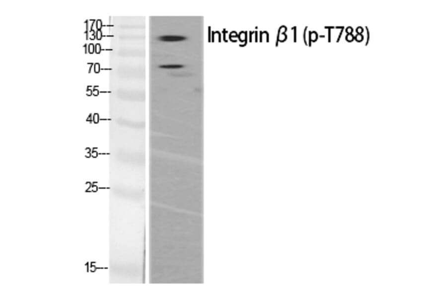 Western blot - Integrin β1 (Phospho-Thr788) Polyclonal Antibody from Signalway Antibody - Antibodies.com