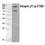 Western blot - Integrin β1 (Phospho-Thr788) Polyclonal Antibody from Signalway Antibody - Antibodies.com