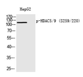 Western blot - HDAC5/9 (Phospho-Ser259/220) Polyclonal Antibody from Signalway Antibody (12226) - Antibodies.com