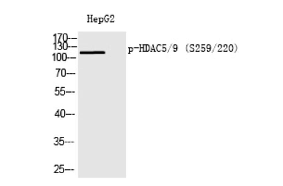 Western blot - HDAC5/9 (Phospho-Ser259/220) Polyclonal Antibody from Signalway Antibody (12226) - Antibodies.com