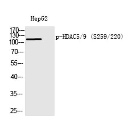 Western blot - HDAC5/9 (Phospho-Ser259/220) Polyclonal Antibody from Signalway Antibody (12226) - Antibodies.com